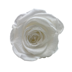 White Infinity Rose