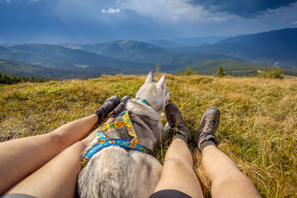 Why Does My Dog Lean on Me With His Backside: Understanding Canine Behavior