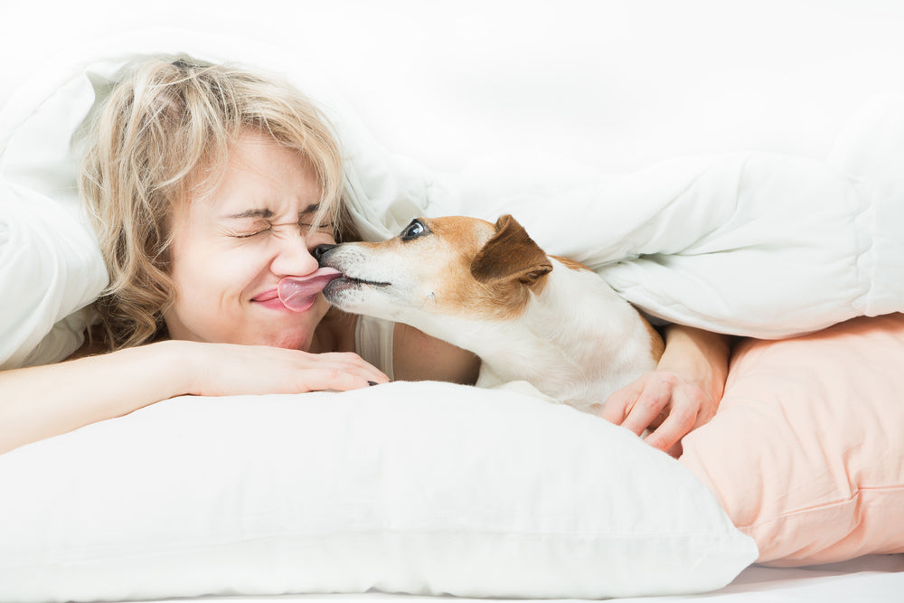 Why Does My Dog Lick My Eyes? And how to stop it - Impersonate Me