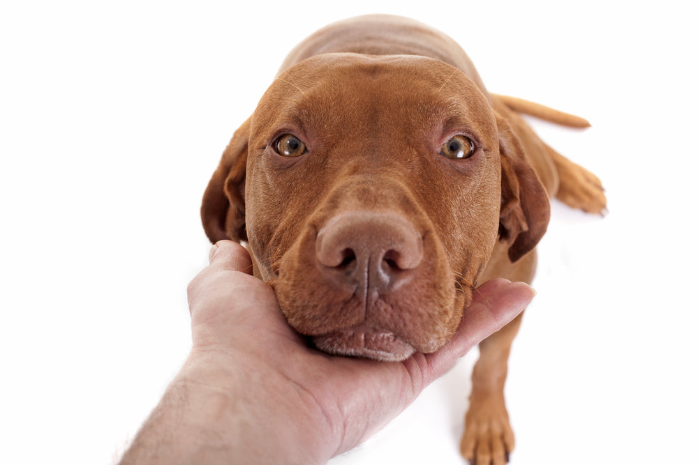 Why Does My Dog Lay His Head on Me? Causes Explained - Impersonate Me