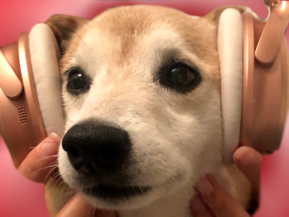 Shiba Inu with Headphones