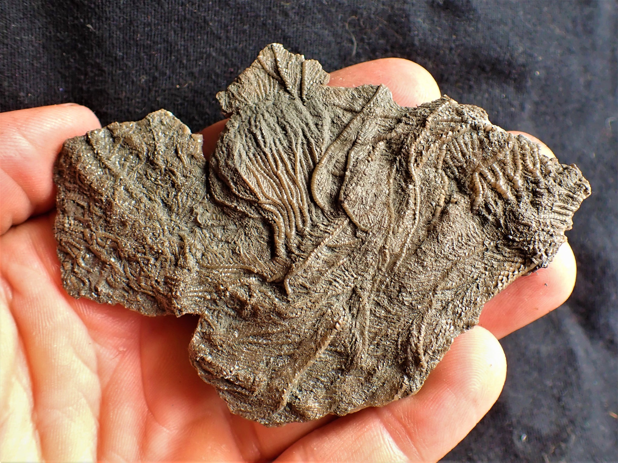 Crinoid fossil with complete detailed heads (95 mm) – Jurassic Coast Fossils
