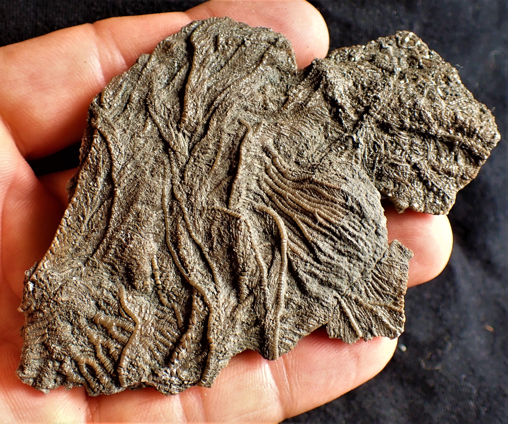 Crinoid fossil with complete detailed heads (95 mm) – Jurassic Coast Fossils