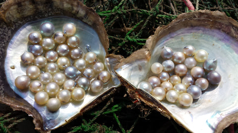 AKOYA的珍珠貝種馬氏貝