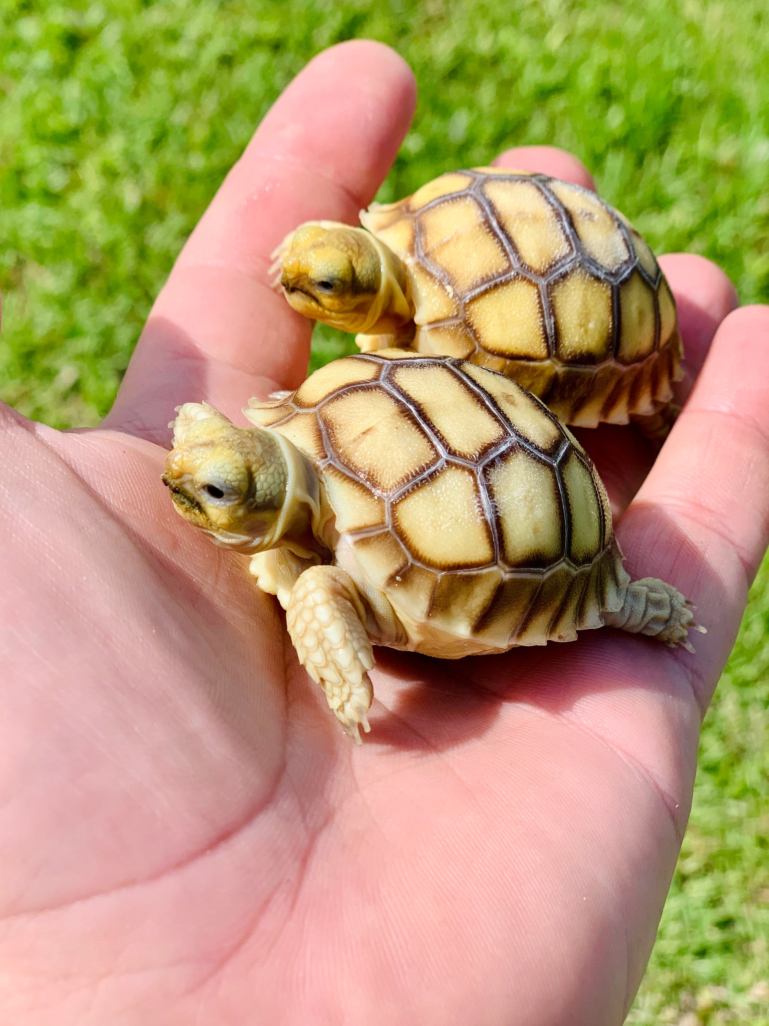 Sulcata tortoise hatchling