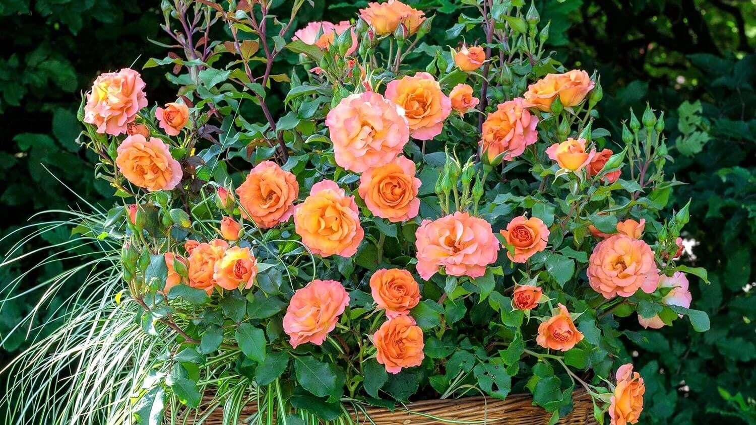 Rose bushes for Belgium. We deliver bare root and potted garden roses all over Belgium.