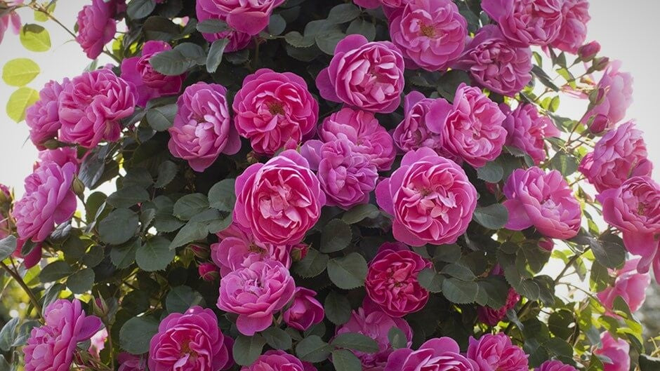 Rose bushes for Finland. We deliver bare root and potted garden roses all over Finland.