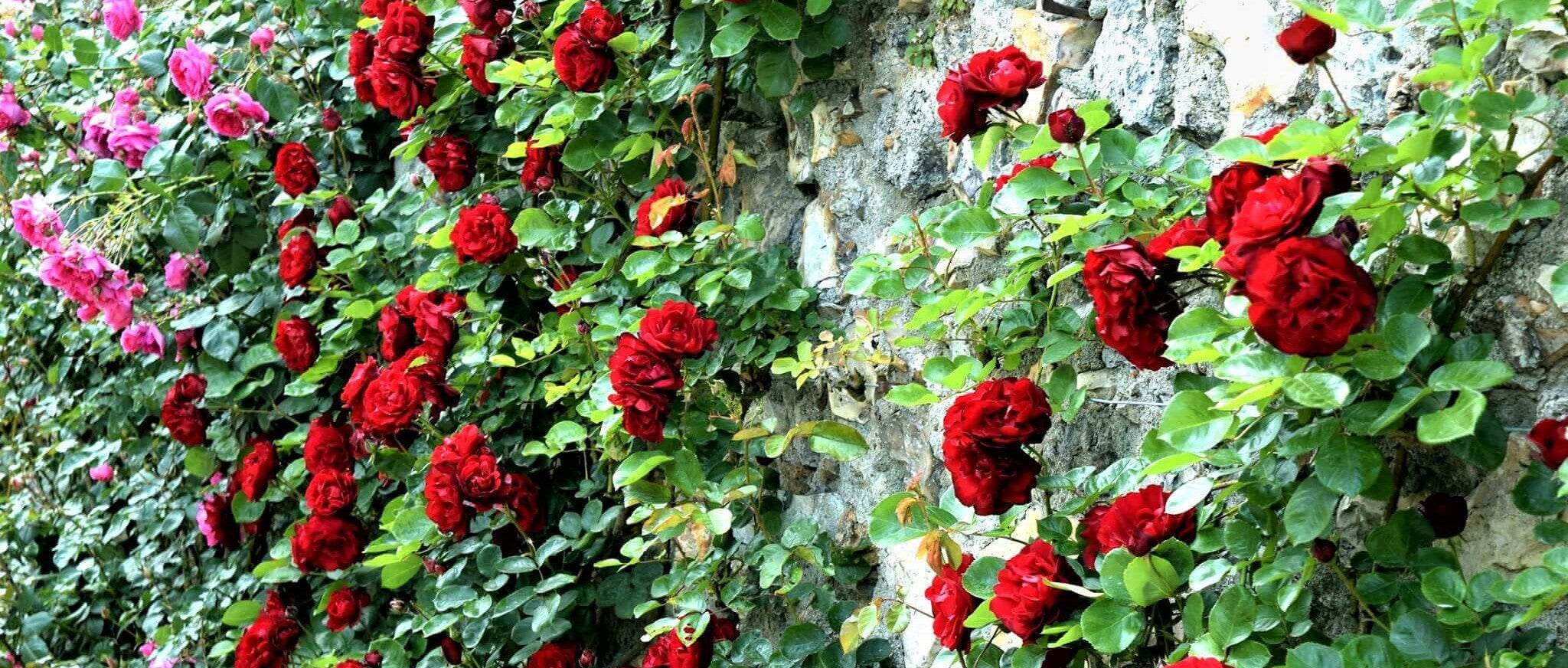 Rose bushes for France. We deliver bare root and potted garden roses all over France.