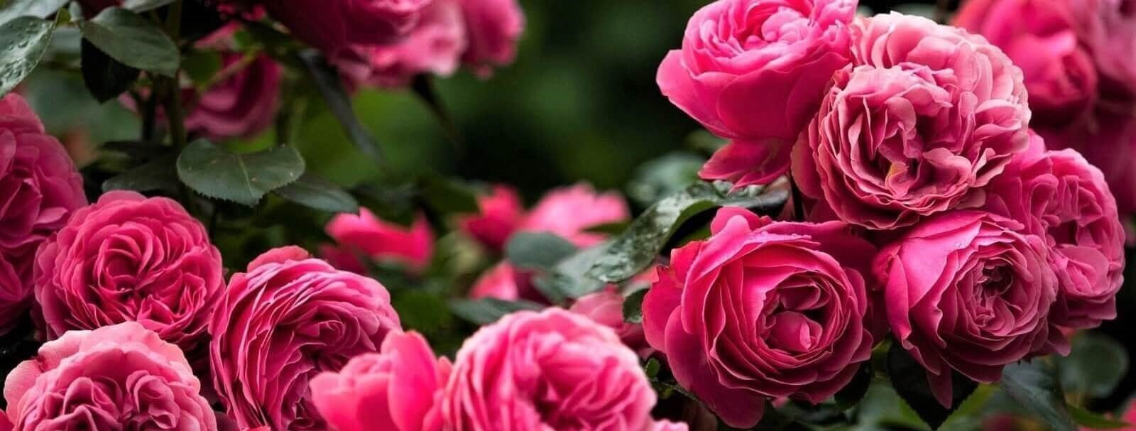 Rose bushes for Latvia. We deliver bare root and potted garden roses all over Latvia.
