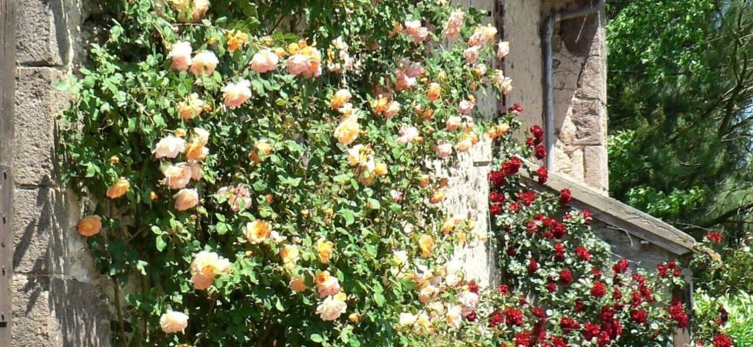 Rose bushes for Lituania. We deliver bare root and potted garden roses all over Lituania.