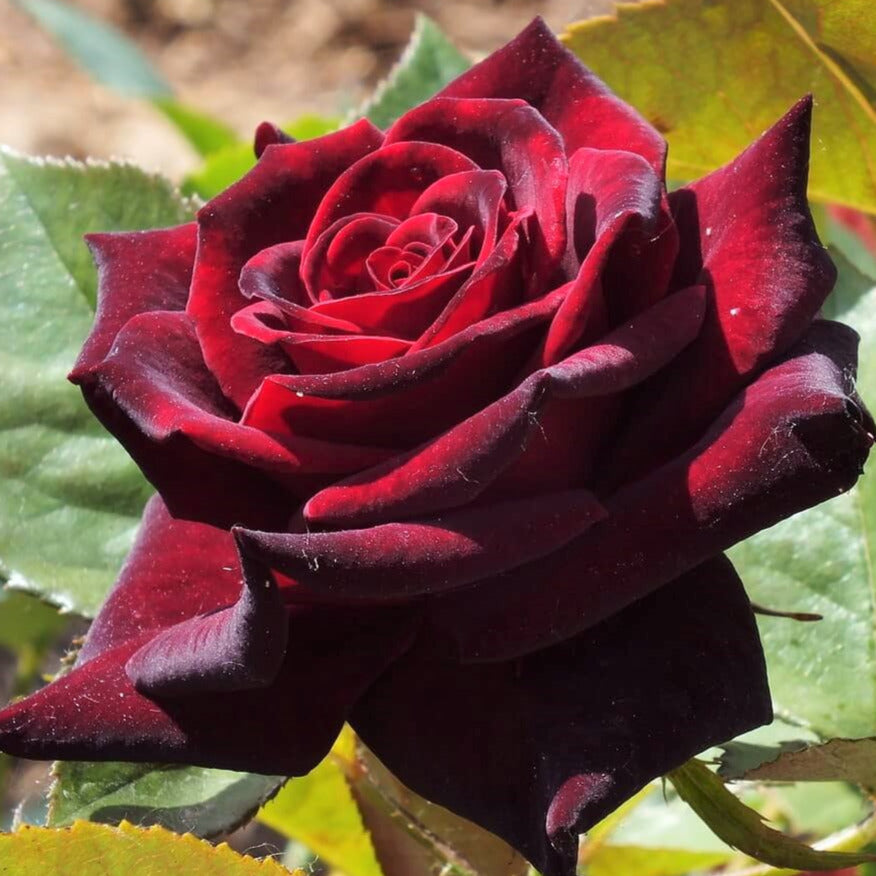 Black Baccara ® Hybrid Tea Rose – FAMOUS ROSES