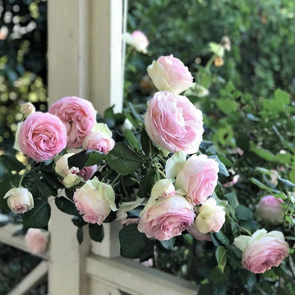 Pierre de Ronsard (Eden Rose) ® Climbing Rose – Famous Roses