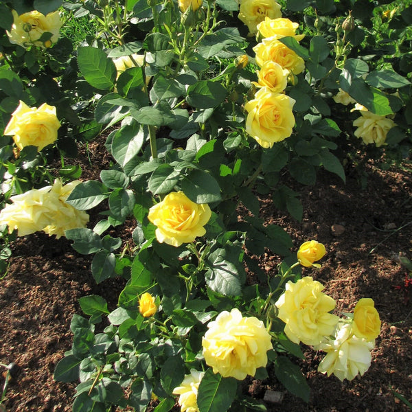 Carte D'or ® Floribunda Rose – Famous Roses