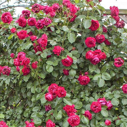 Eric Tabarly ( Red Eden Rose ) ® Climbing Rose – Famous Roses World