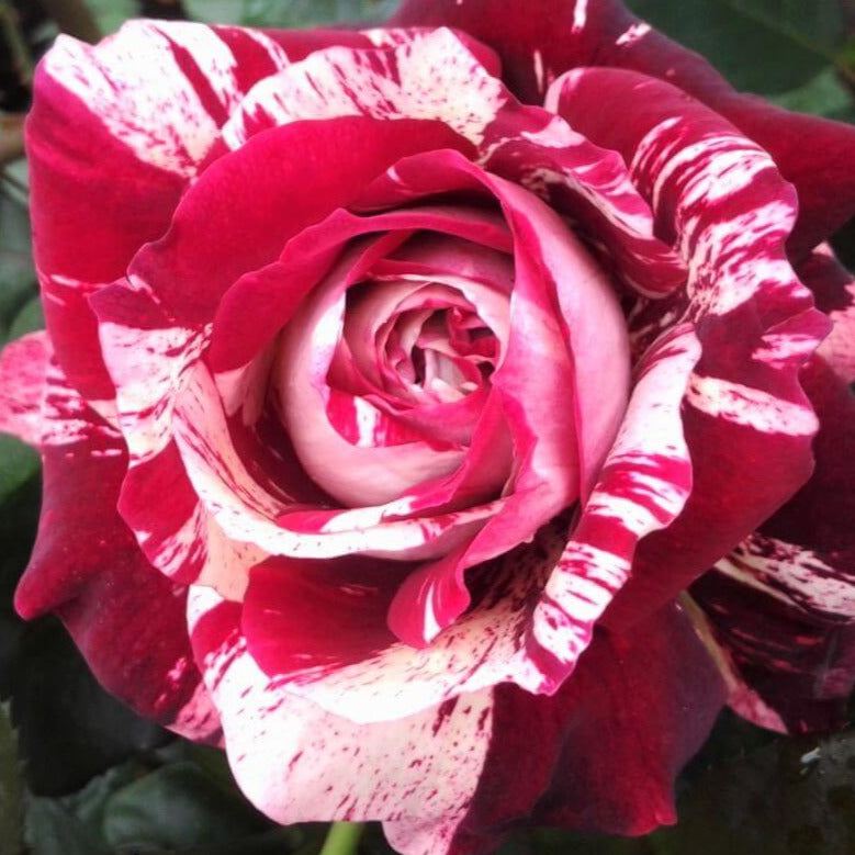 Julio Iglesias ® Hybrid Tea Rose – Famous Roses
