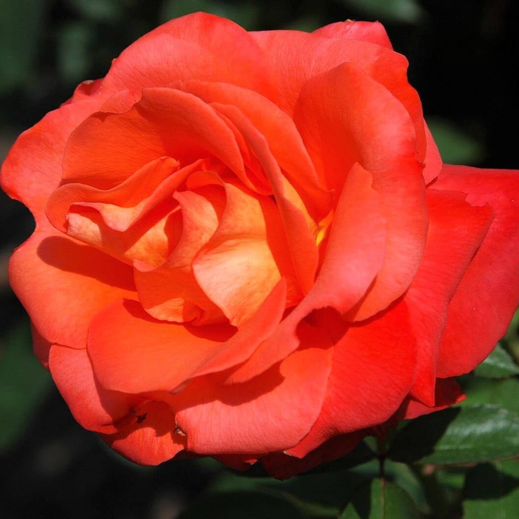 Orange Sensation ® Floribunda Rose – Famous Roses