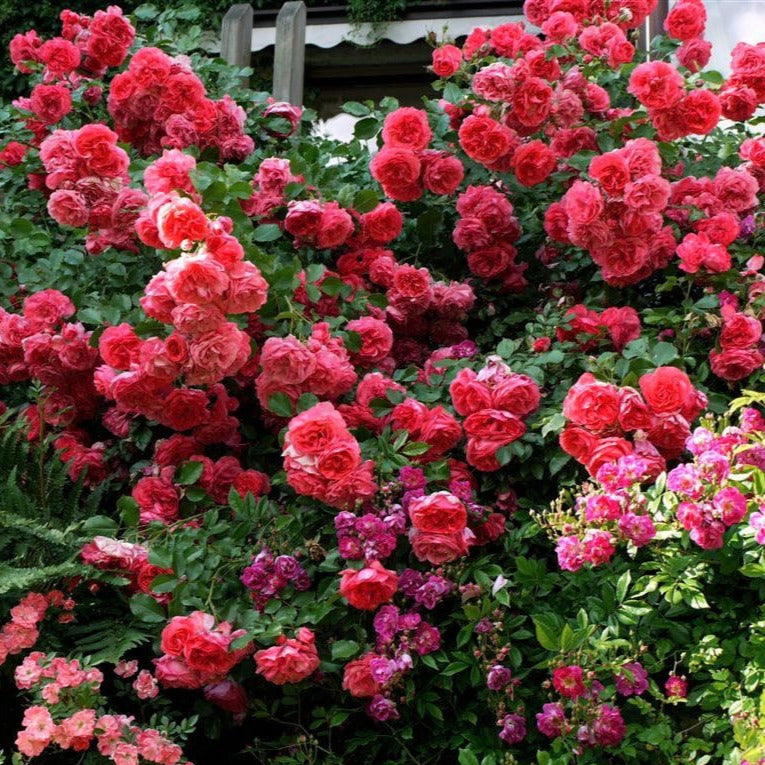 Rosarium Uetersen ® Climbing Rose – Famous Roses