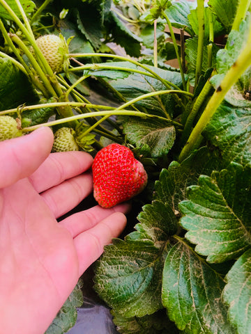 strawberries from the farm