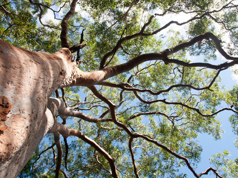 eucalyptus tree in california