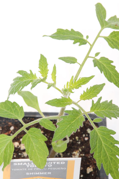 Tomato Plant - Balls Beefsteak – CountrySense