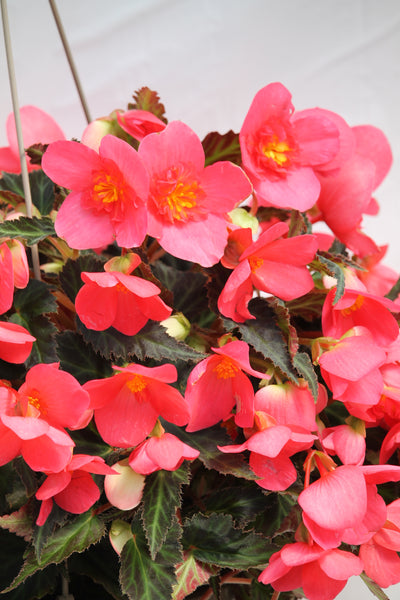 Seaside Rosa Begonia Hanging Basket – Family Flowers Inc