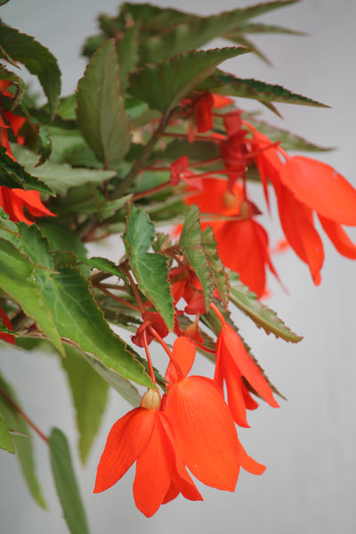 Begonia Encanto Hanging Basket – Family Flowers Inc