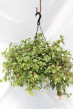Fuchsia Hanging Basket