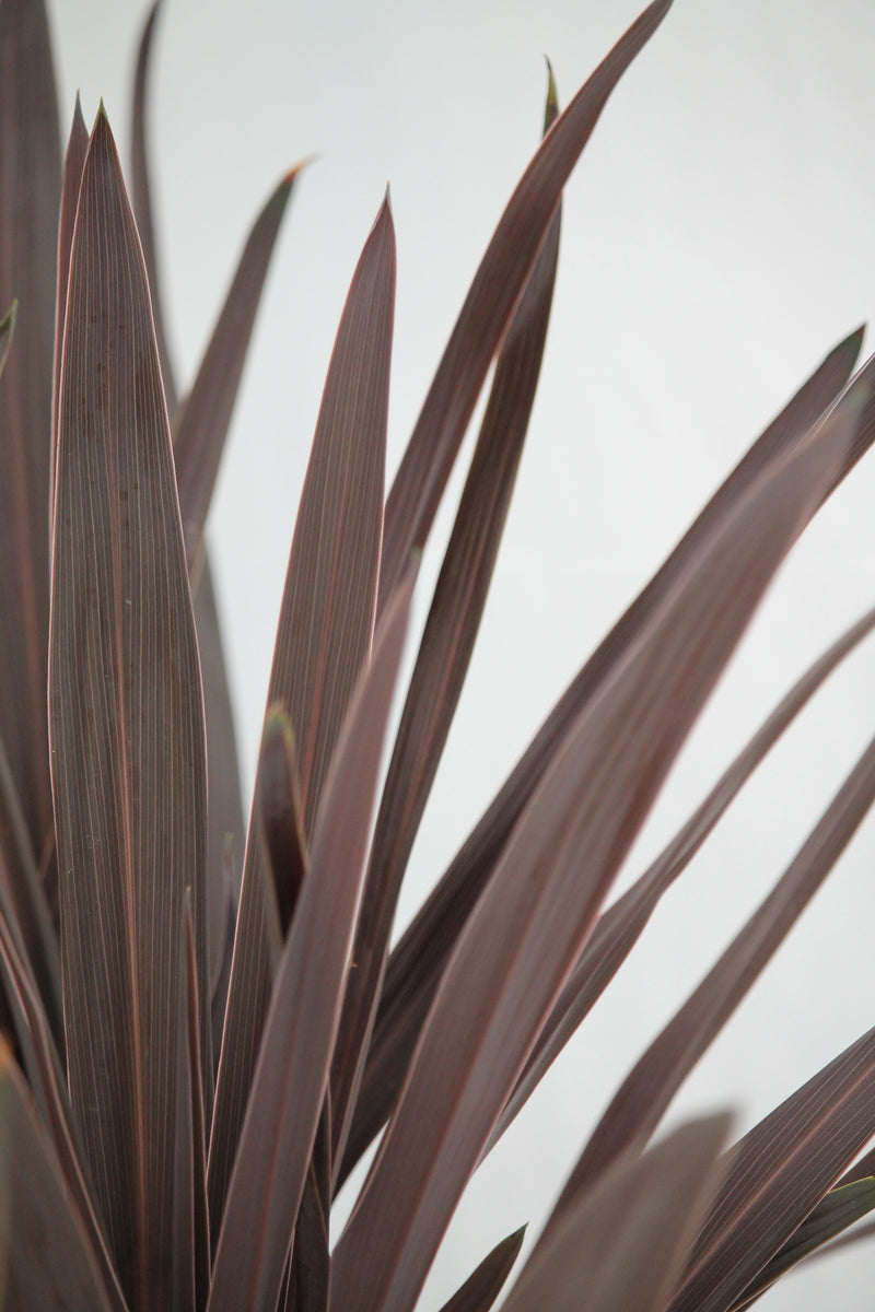 cordyline red spike plant