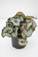Rex Begonia Princess of Hanover - Escargot variety – Family Flowers Inc