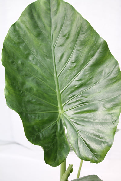 Alocasia Sumo Green