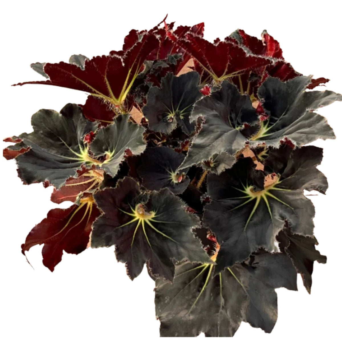 Rex Begonia Princess of Hanover - Escargot variety – Family Flowers Inc