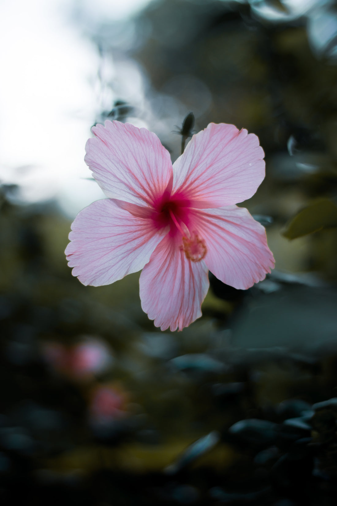 Té de hibisco, ¡la bebida de té que no es una flor ni tampoco un té! ¡ –  Coffea School