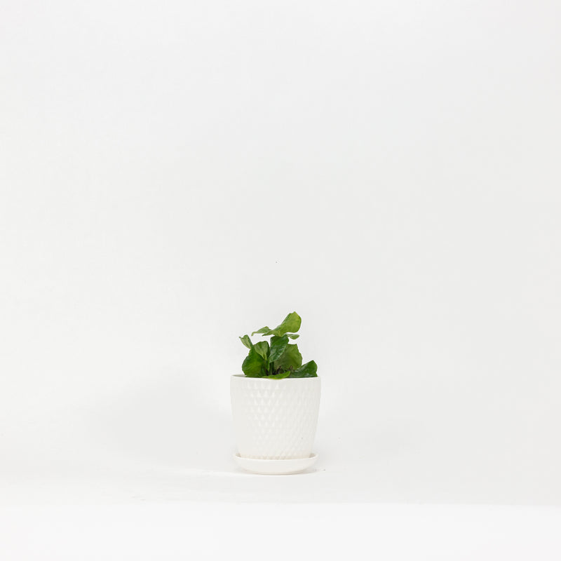 Virago Planter - white H