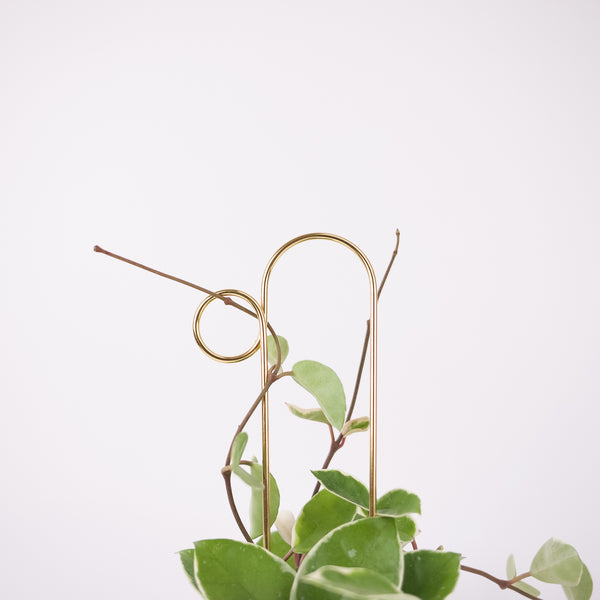 Plant Straw Brass