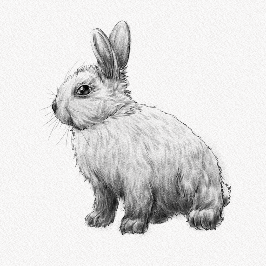 comment dessiner un lapin