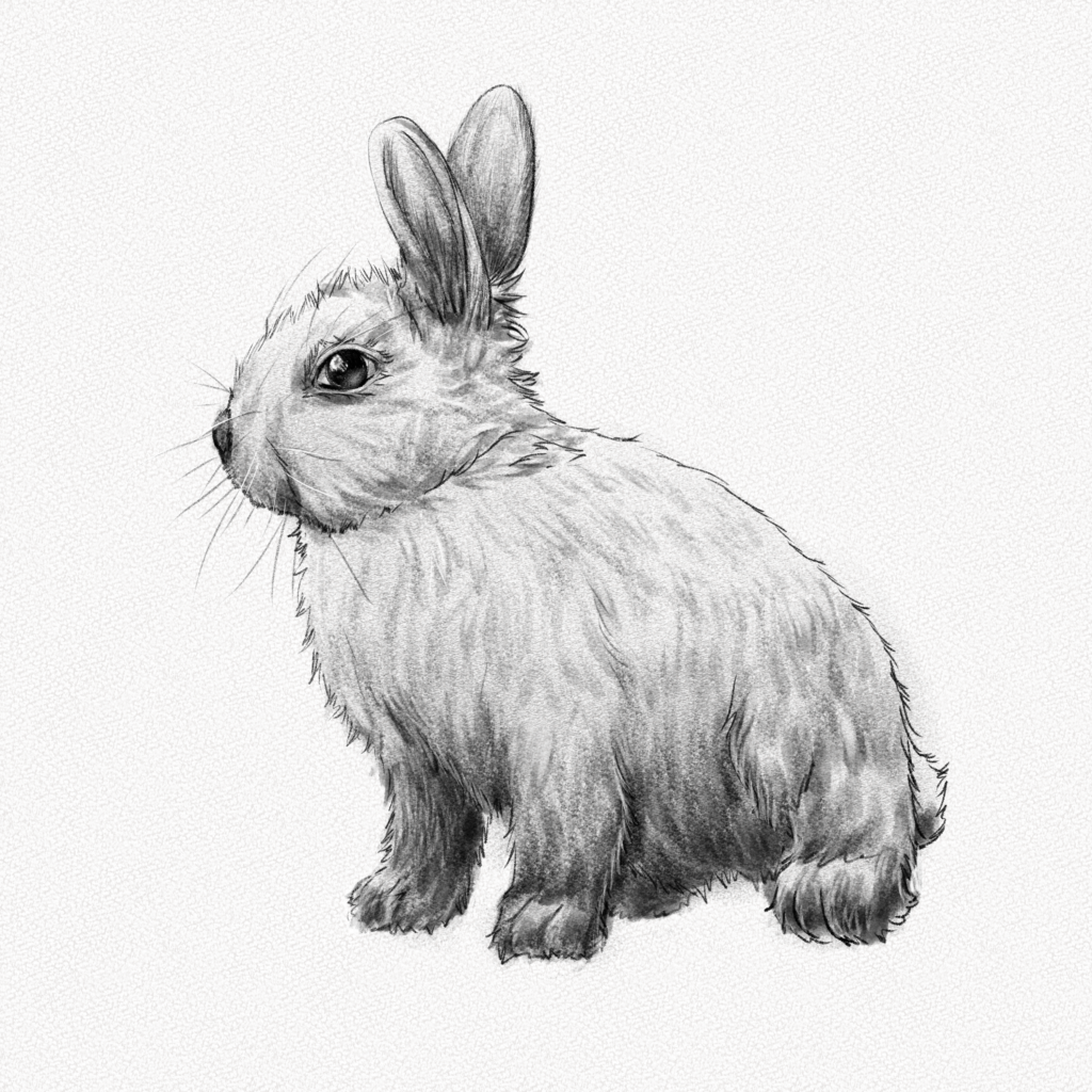Comment dessiner un lapin facilement