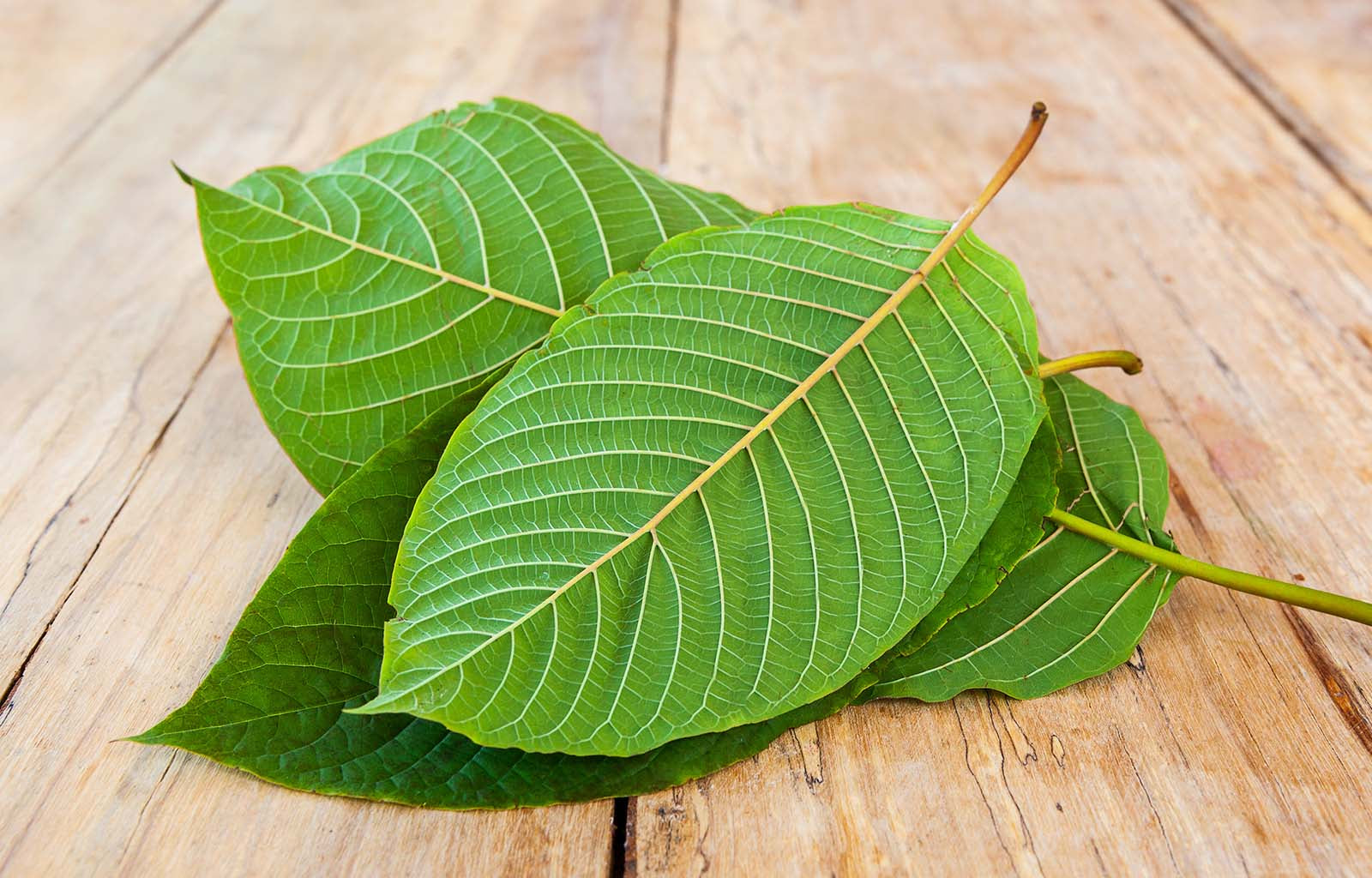 the-best-white-vein-kratom-strains-effects-uses-and-more-happy-hippo