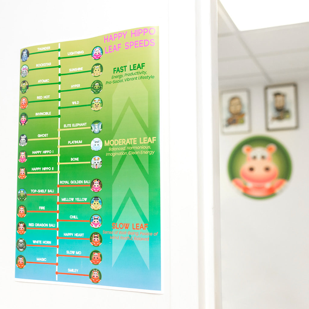 Photographic Image depicting the Happy Hippo Kratom Strain Chart in poster format. The Kratom Strain Chart shows different varieties of the best types of kratom, and their associated effects.