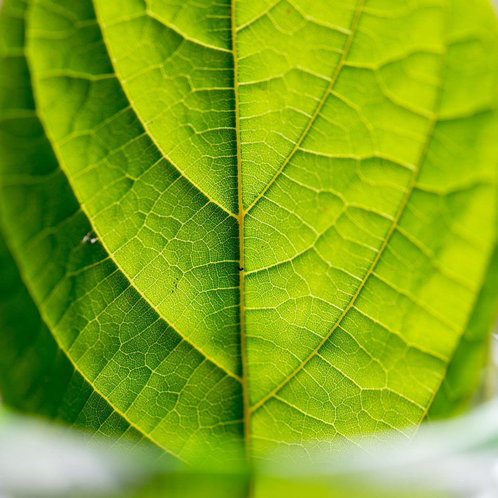Photographic image depicting a macro close-up of a kratom leaf. The kratom leaf features white veins, forming an fascinating organic texture.