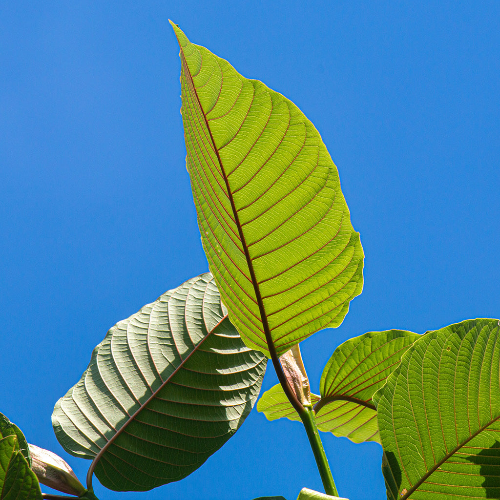 Close up photographic image depicting a cluster of Red Veined Kratom Leaves against a bright blue sky.