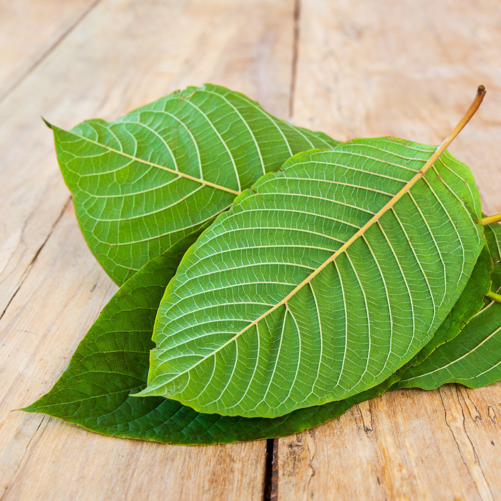 Photographic image depicting two white bali kratom leaves. Running down the center of each leaf is a white vein stem and ribbing.