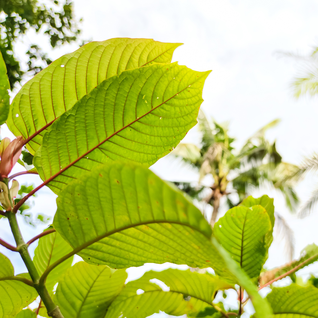 Featured image, depicting a photograph of a red vein borneo kratom tree. A single limb with multiple kratom leaves dominates the foreground