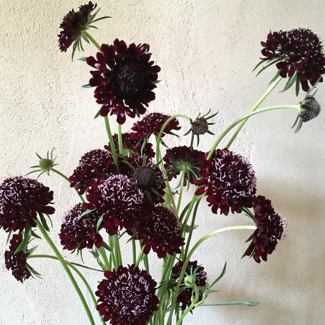 scabiosa black pompom for sale