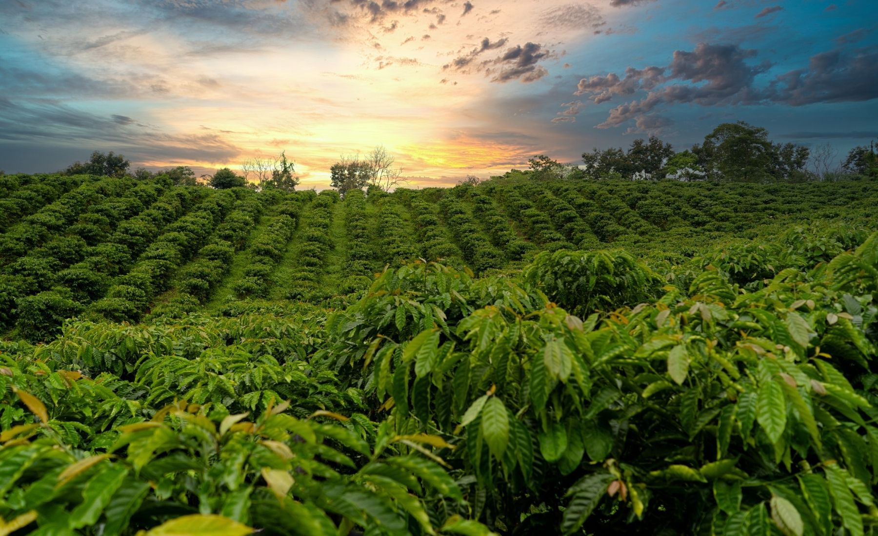 Coffee Bean Plantation Sunrise