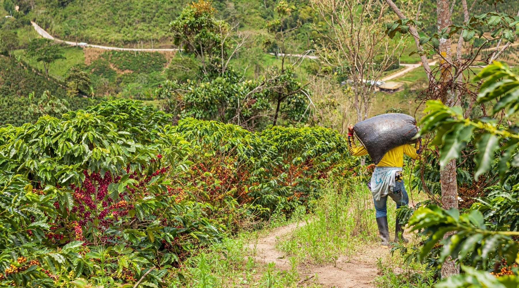 Hulia, Colombia