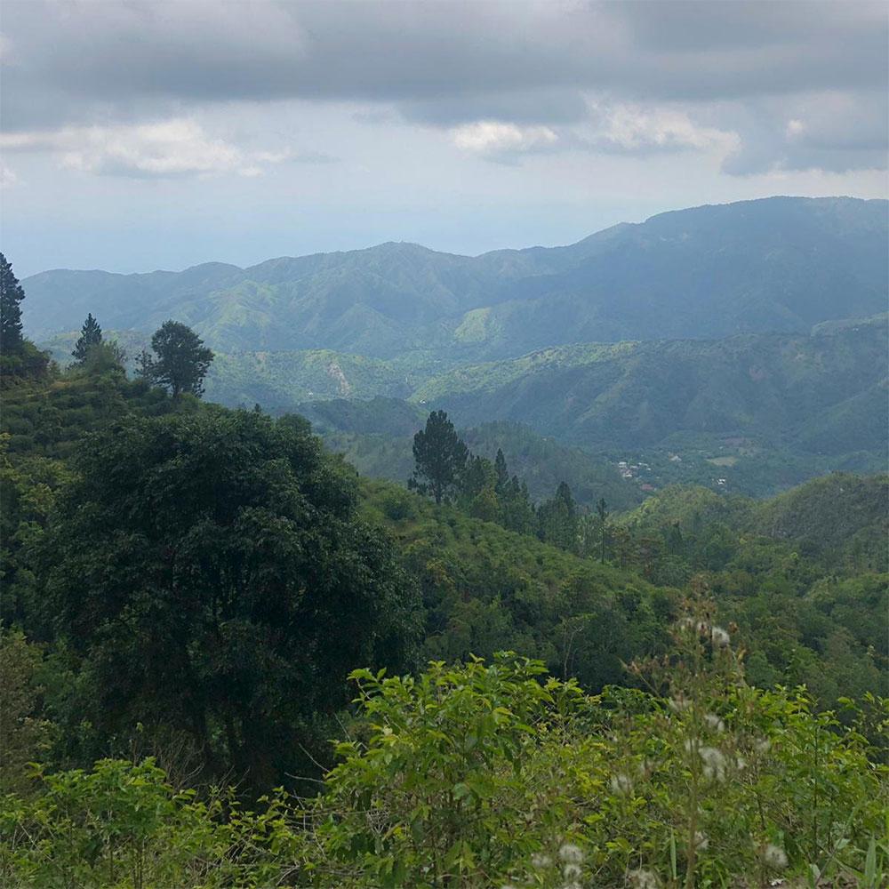 Jamaican Blue Mountains