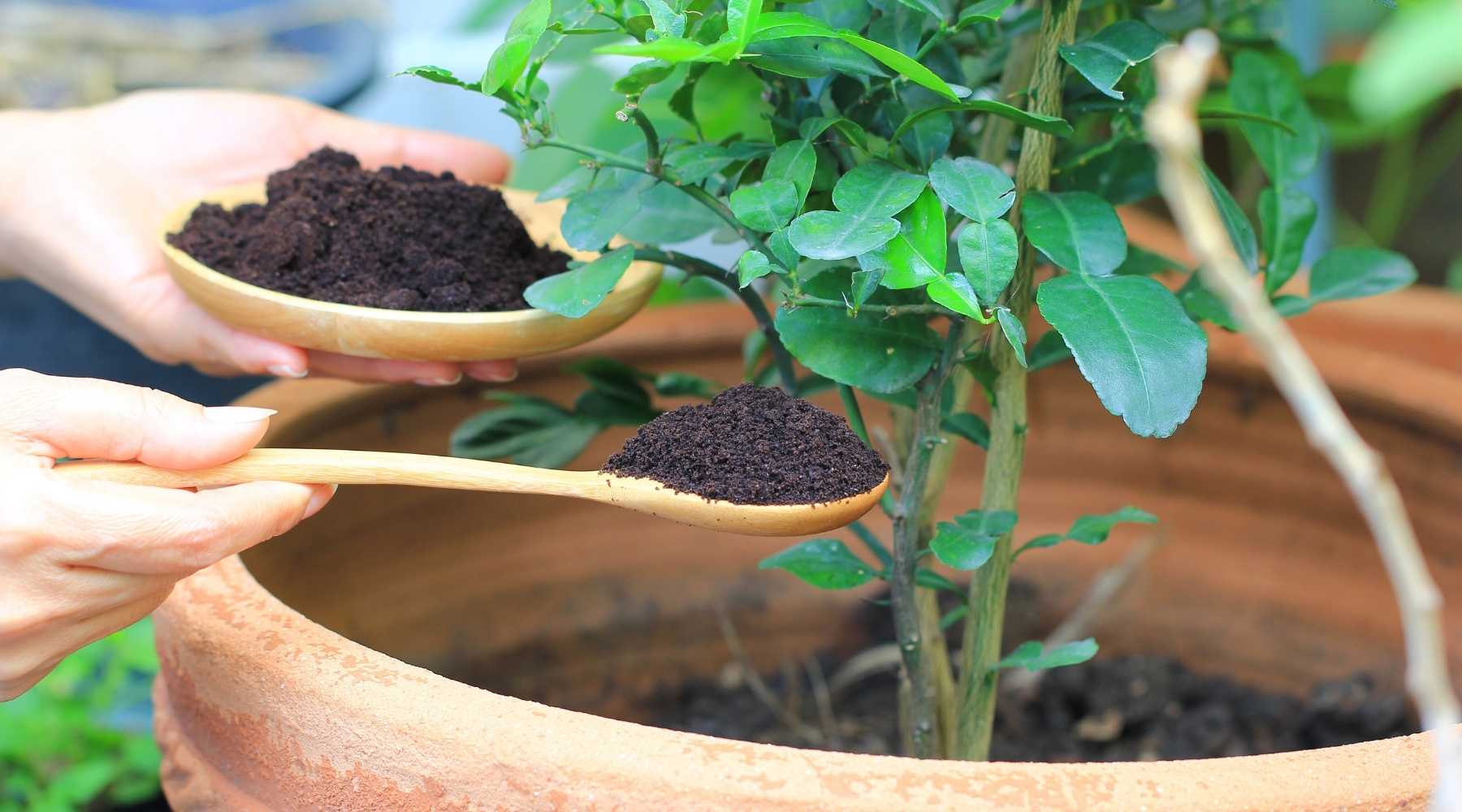 Кофе удобрение для растений. Прикорм для лимонного дерева. Fertilizer for houseplants. Подкормка орхи кофе. Применение кофейного жмыха в садоводстве.