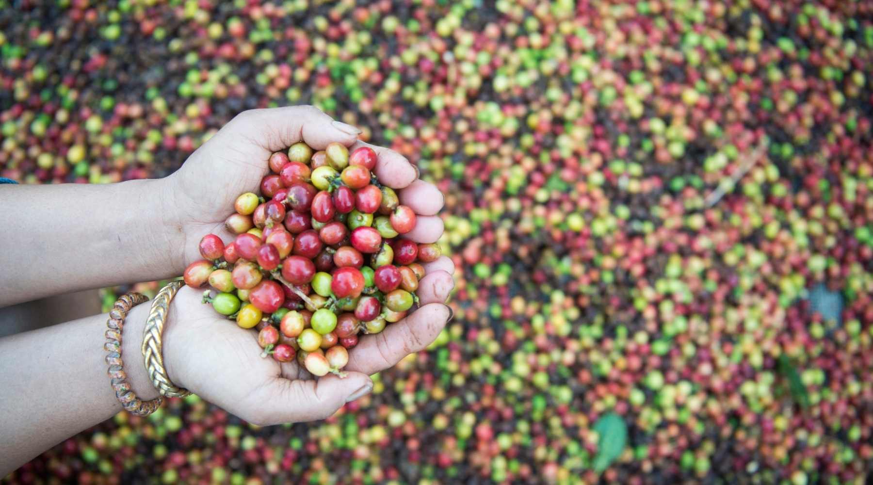 What conditions make the Coffee Belt perfect for coffee