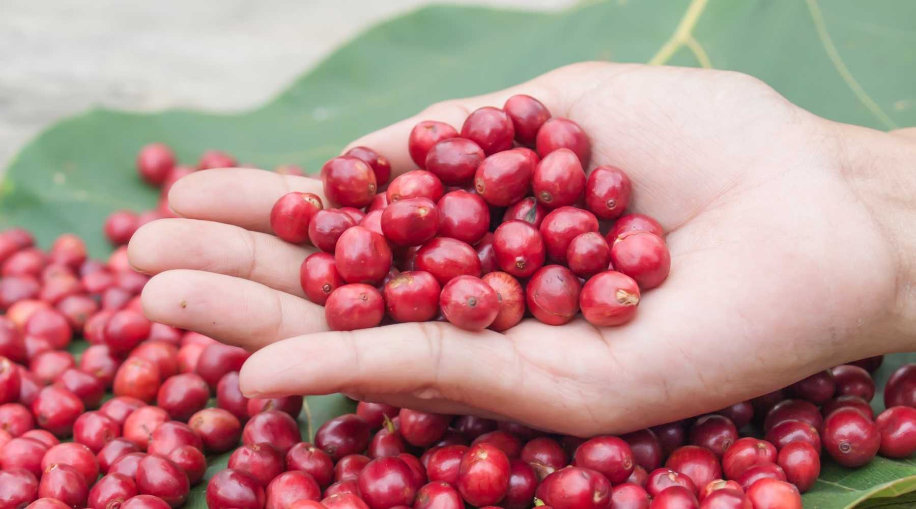 You can eat coffee cherries as a food