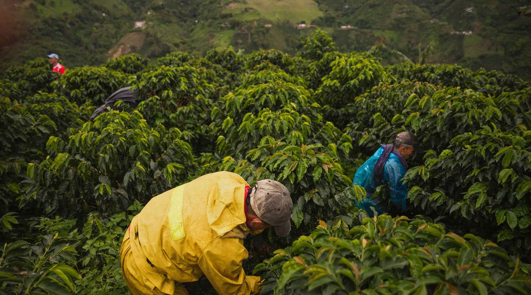 coffee farming